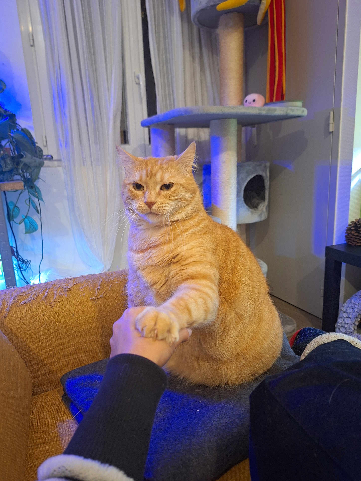 O'Malley a rejoint le concours — aidez-le/la à gagner de superbes lots ! cat, orange_tabby, handshake, human_hand, indoor, cat_tree, curtains, plant, couch, scratching_post, furniture, cozy, living_room, pet, paw, interaction, blue_light, window, table, pine_cone