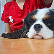 Ariette a rejoint le concours — aidez-le/la à gagner de superbes lots ! dog, close_up, table, person, red_shirt, resting, indoor, fur, pet, face, black_and_white, brown_spots, animal, canine, cute, sleepy, portrait, relaxed, hair, casual