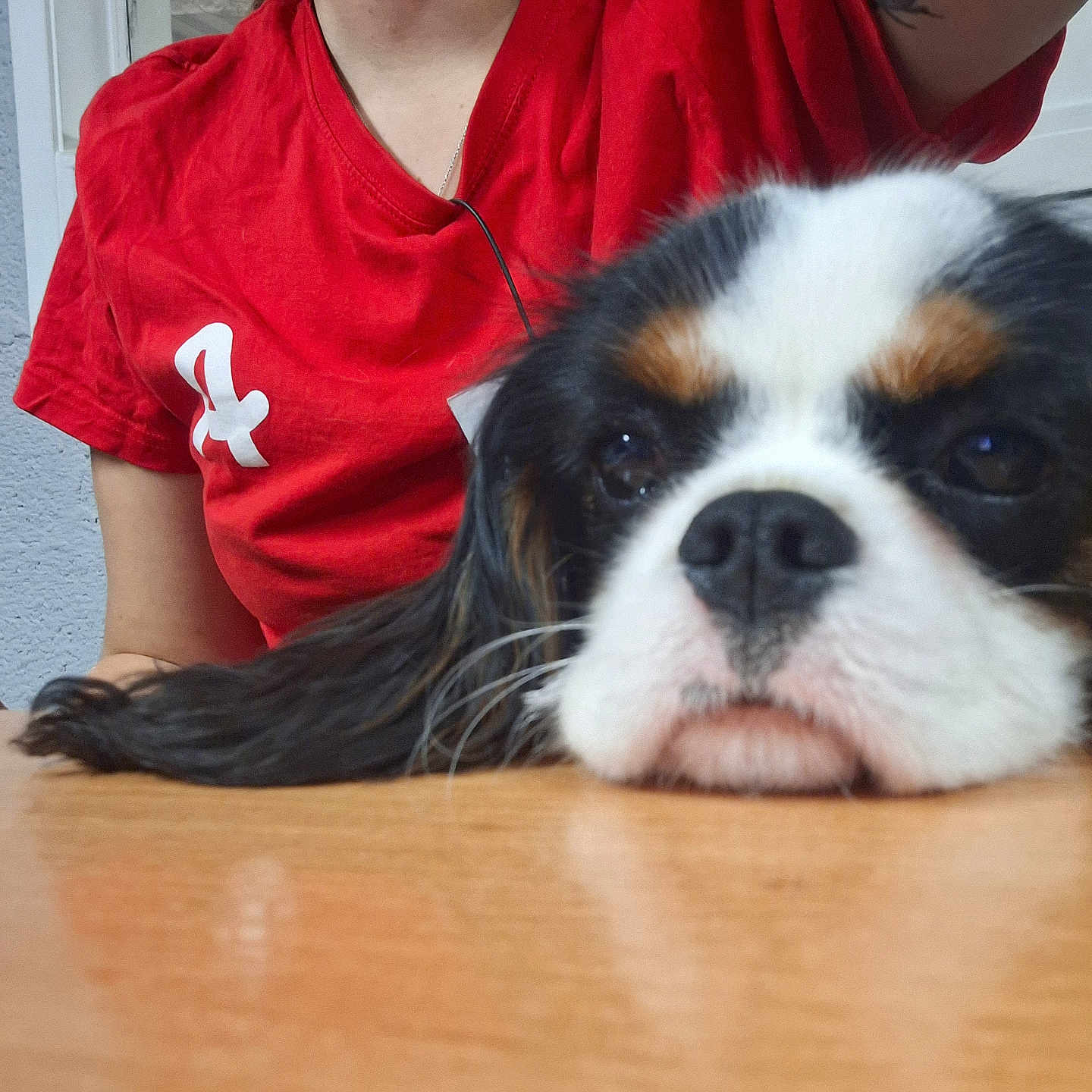 Ariette a rejoint le concours — aidez-le/la à gagner de superbes lots ! animal, black_and_white, brown_spots, canine, casual, close_up, cute, dog, face, fur, hair, indoor, person, pet, portrait, red_shirt, relaxed, resting, sleepy, table