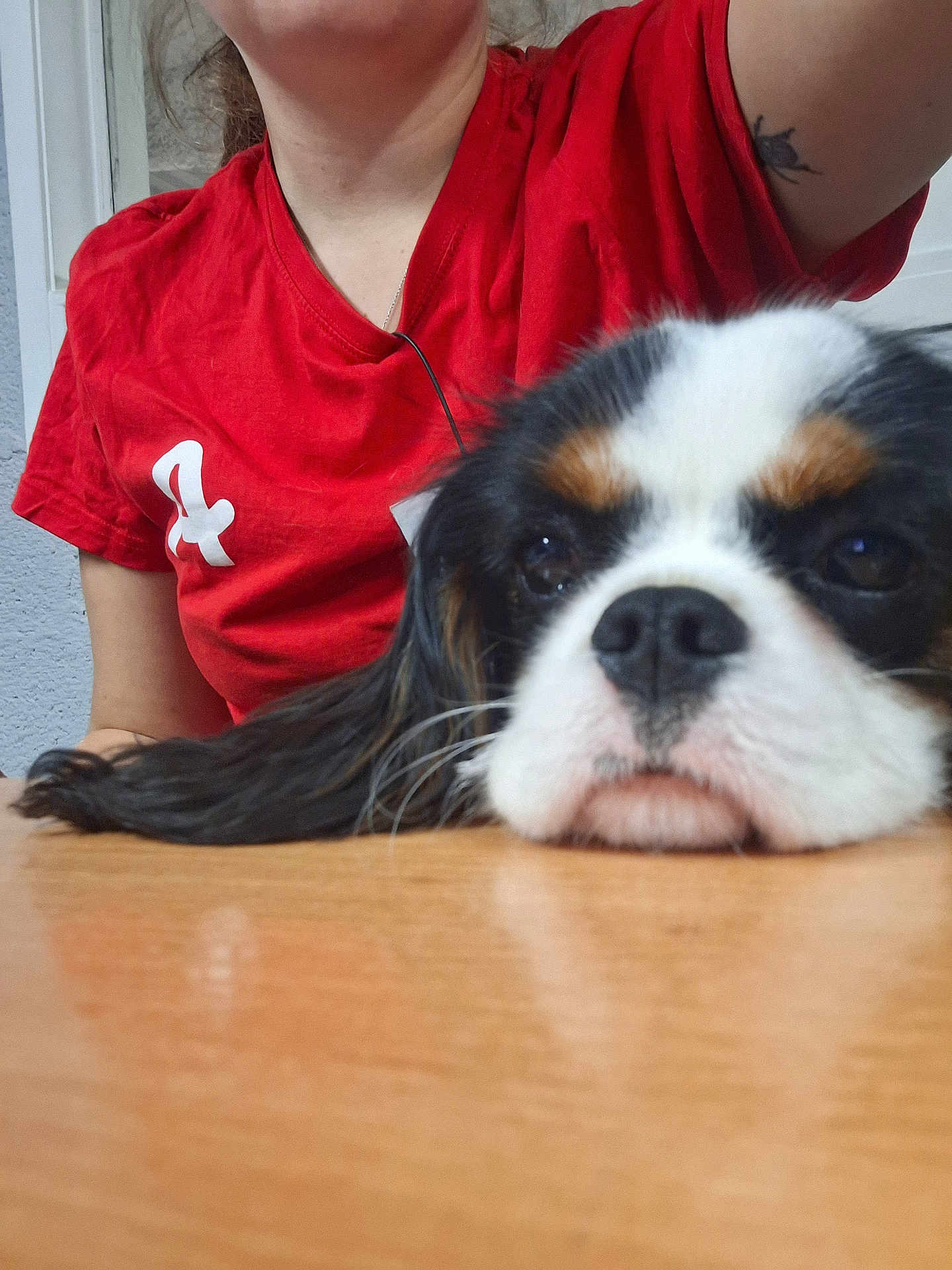 Ariette a rejoint le concours — aidez-le/la à gagner de superbes lots ! dog, close_up, table, person, red_shirt, resting, indoor, fur, pet, face, black_and_white, brown_spots, animal, canine, cute, sleepy, portrait, relaxed, hair, casual