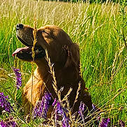 Urban a rejoint le concours — aidez-le/la à gagner de superbes lots ! dog, golden_retriever, grass, purple_flowers, wildflowers, field, outdoor, nature, sunny, panting, tongue_out, greenery, summer, canine, animal, pet, happy, flora, scenery, daylight
