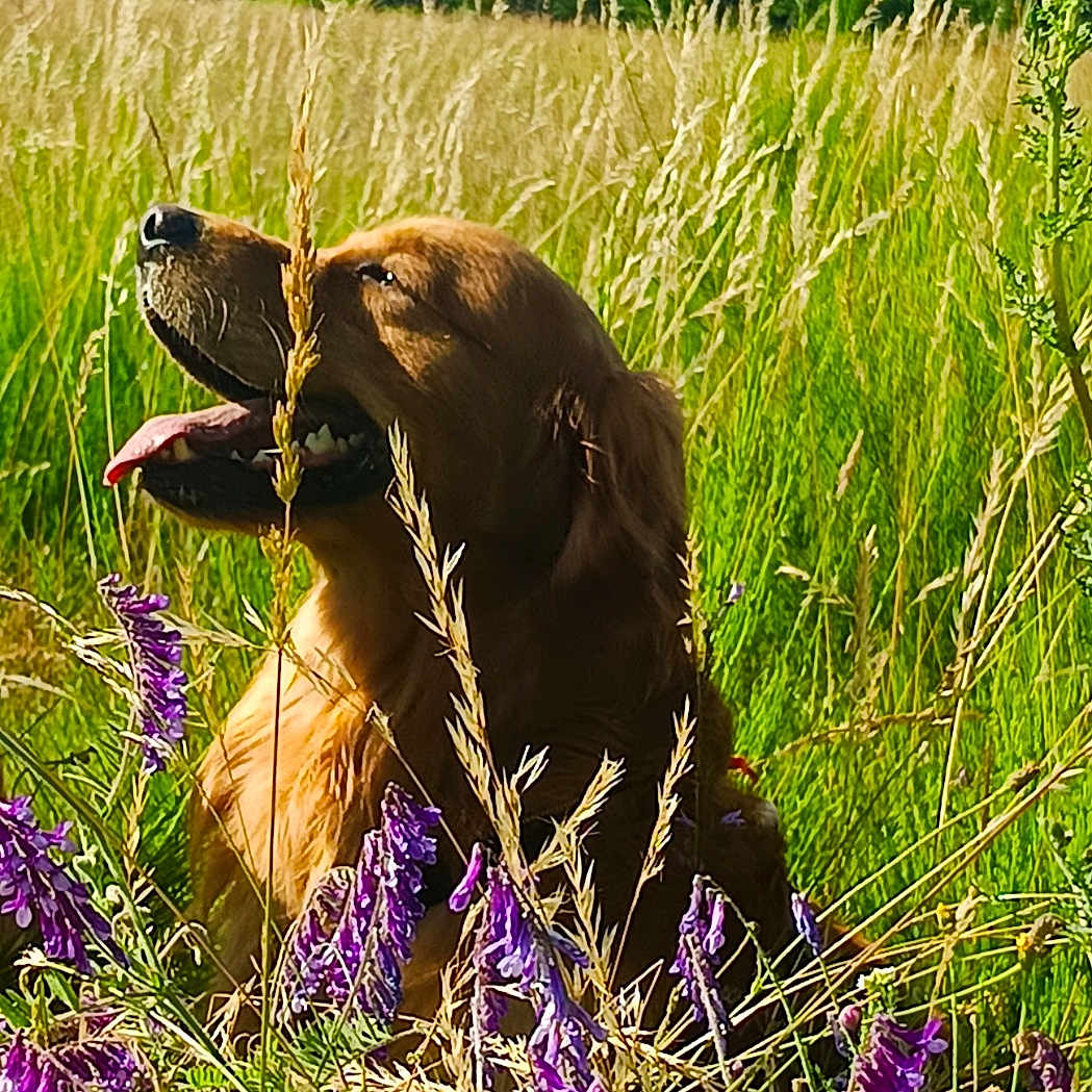 Urban a rejoint le concours — aidez-le/la à gagner de superbes lots ! dog, golden_retriever, grass, purple_flowers, wildflowers, field, outdoor, nature, sunny, panting, tongue_out, greenery, summer, canine, animal, pet, happy, flora, scenery, daylight