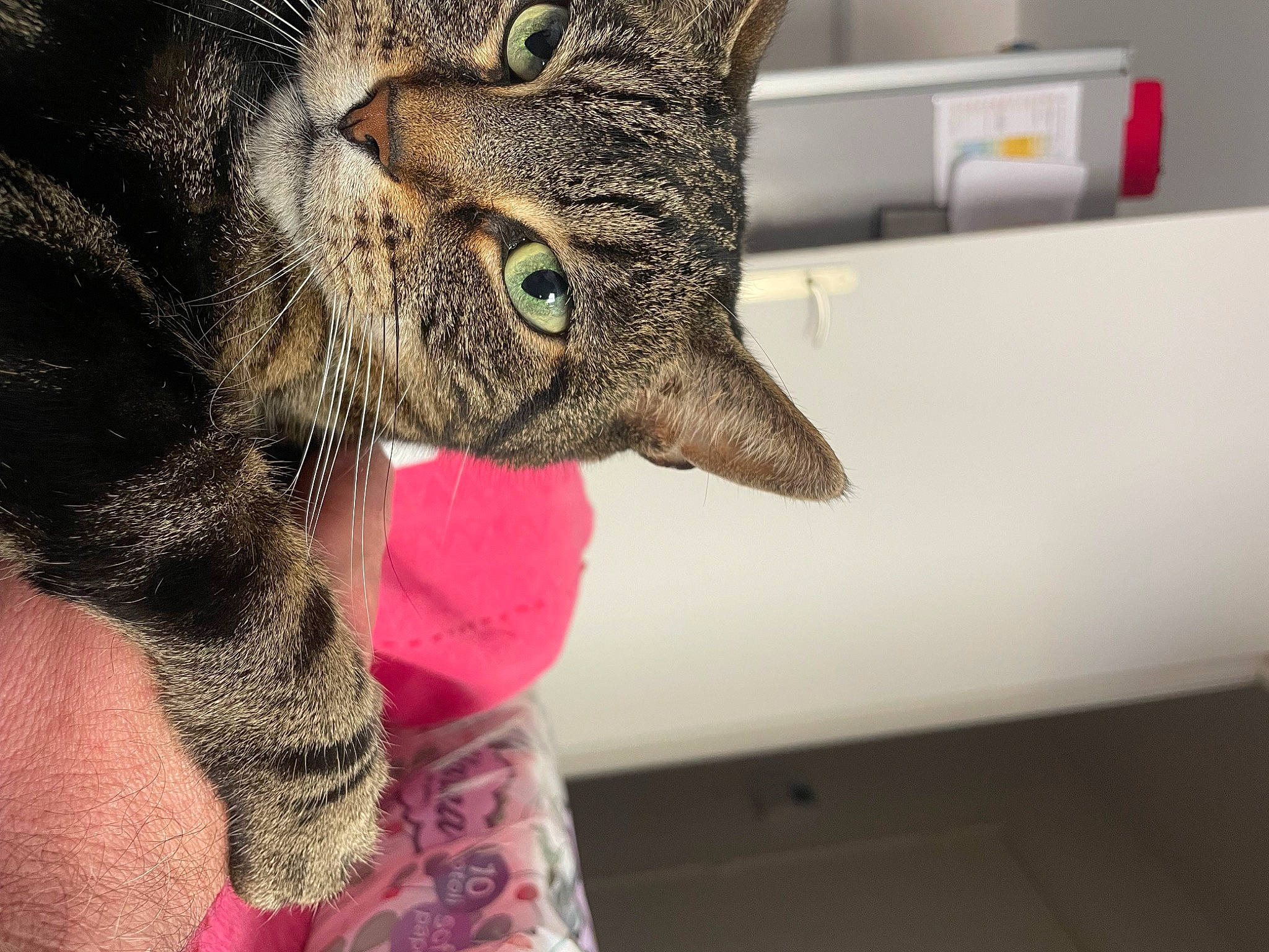 Belly a rejoint le concours — aidez-le/la à gagner de superbes lots ! carnivore, cat, claw, comfort, domestic_short_haired_cat, ear, felidae, fur, gesture, paw, small_to_medium_sized_cats, snout, whiskers