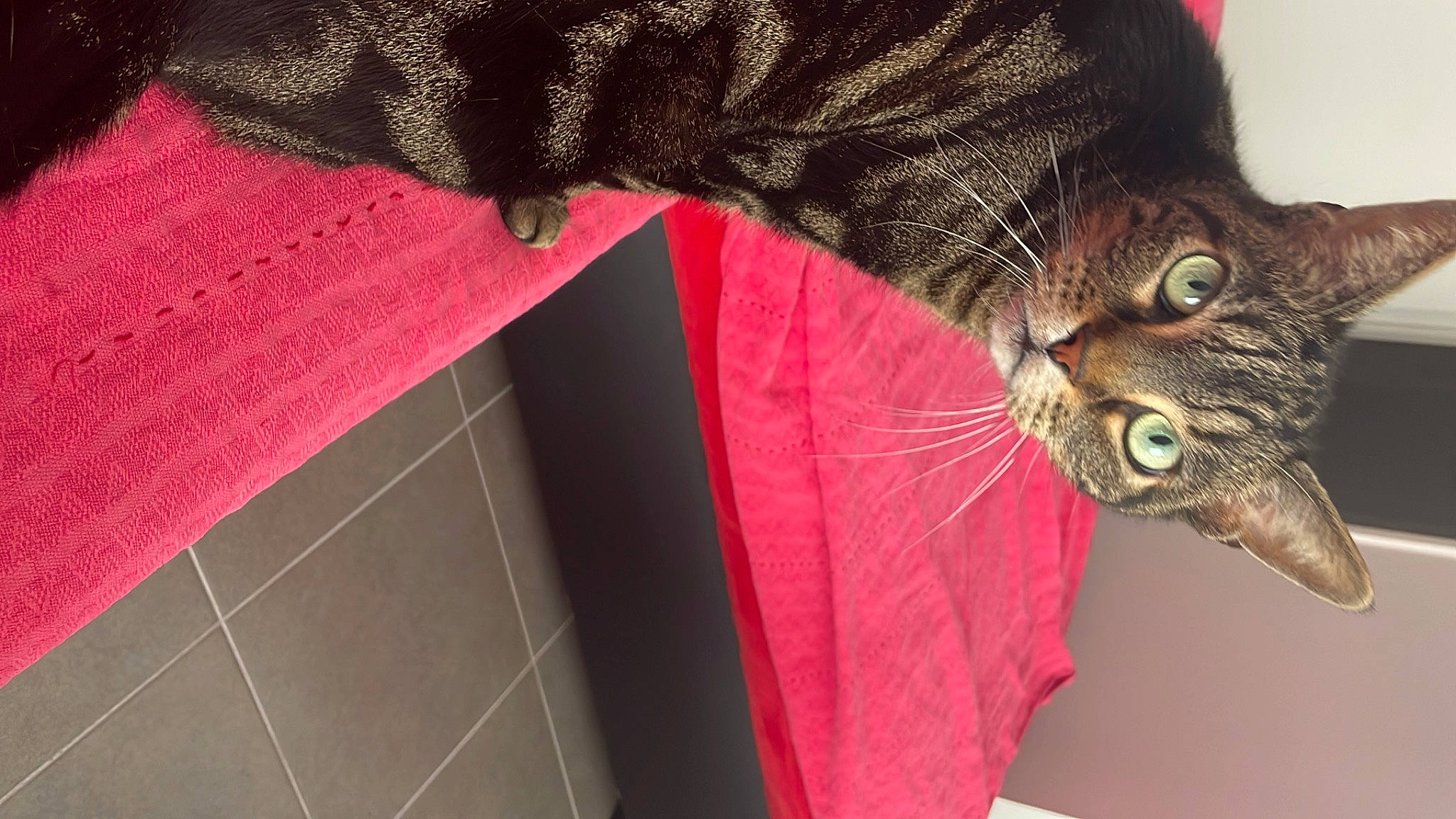 Belly a rejoint le concours — aidez-le/la à gagner de superbes lots ! carnivore, cat, cat_supply, claw, comfort, domestic_short_haired_cat, felidae, flooring, fur, human_leg, magenta, natural_material, pattern, pet_supply, small_to_medium_sized_cats, snout, tail, whiskers