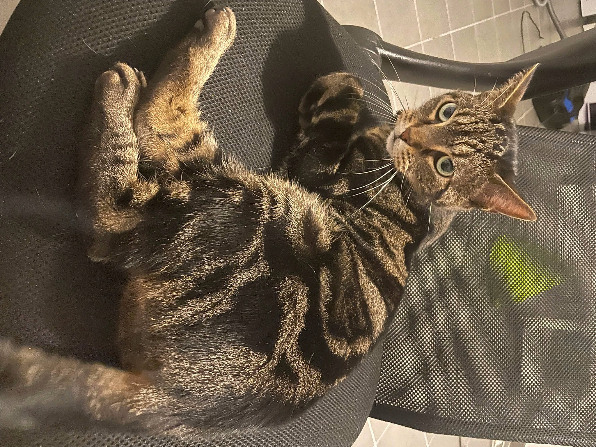 Belly a rejoint le concours — aidez-le/la à gagner de superbes lots ! art, artifact, carnivore, cat, fashion_accessory, feather, felidae, fictional_character, fur, gesture, metal, pattern, sculpture, small_to_medium_sized_cats, snout, tail, textile, visual_arts, whiskers, wildlife