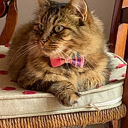 Léonne participe au concours pour gagner de l'argent avec cette photo : cat, tabby, bow_tie, fluffy, cushion, chair, indoor, pet, animal, feline, relaxed, seated, fur, whiskers, ears, domestic, portrait, furniture, cute, cozy