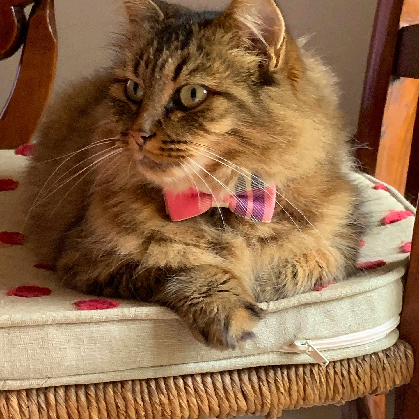 Léonne participe au concours pour gagner de l'argent avec cette photo : animal, bow_tie, cat, chair, cozy, cushion, cute, domestic, ears, feline, fluffy, fur, furniture, indoor, pet, portrait, relaxed, seated, tabby, whiskers