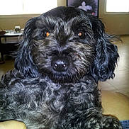 Bebe is registered to the contest to win money with this photo: animal, black_dog, bright, canine, companion, curly_fur, cute, dog, domestic_animal, face, fur, furniture, hand, home, indoor, looking_at_camera, pet, portrait, room, window