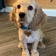 Lady joined the competition — help win amazing prizes! puppy, dog, golden, collar, tag, floor, wooden_floor, indoor, pet, cute, animal, sitting, young_dog, fur, ears, eyes, nose, home, house, cozy