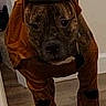 Whippie is registered to the contest to win money with this photo: animal, brown, canine, clothing, costume, cute, dog, domestic, expression, flooring, funny, house, indoor, looking, mammal, pet, portrait, scooby_doo, standing, wooden_floor