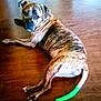 Whippie joined the competition — help win amazing prizes! dog, brindle, lying_down, wooden_floor, tail, green_bandage, pet, indoor, canine, animal, looking_back, resting, flooring, domestic_animal, brown, fur, paw, calm, quiet, companion