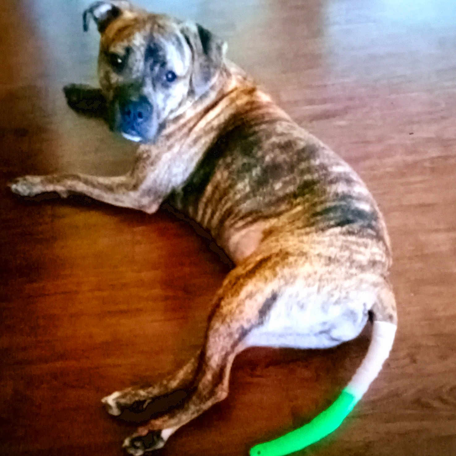 Whippie joined the competition — help win amazing prizes! animal, brindle, brown, calm, canine, companion, dog, domestic_animal, flooring, fur, green_bandage, indoor, looking_back, lying_down, paw, pet, quiet, resting, tail, wooden_floor