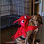 Whippie joined the competition — help win amazing prizes! dog, brindle, costume, lobster, pet, indoor, floor, crate, furniture, animal, tongue_out, sitting, canine, domestic, cute, playful, red, brown, black, home