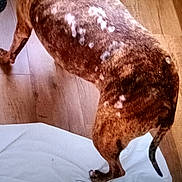 Whippie joined the competition — help win amazing prizes! dog, brindle, white_patches, wooden_floor, pet, canine, standing, fur, tail, indoors, domestic_animal, animal, flooring, blanket, brown, white, four_legs, mammal, looking_down, house