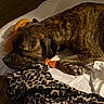 Whippie joined the competition — help win amazing prizes! animal, bedroom, blanket, brindle, canine, comfort, cozy, dog, fur, home, indoor, leopard_print, nap, pet, plush_toy, quiet, relaxing, resting, sleeping, wooden_floor