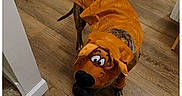 Whippie is registered to the contest to win money with this photo: animal, brown, canine, clothing, costume, curious, cute, dog, domestic_animal, flooring, funny, hallway, home, indoor, looking_up, pet, playful, puppy, scooby_doo, wooden_floor
