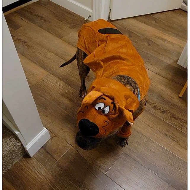 Whippie is registered to the contest to win money with this photo: animal, brown, canine, clothing, costume, curious, cute, dog, domestic_animal, flooring, funny, hallway, home, indoor, looking_up, pet, playful, puppy, scooby_doo, wooden_floor