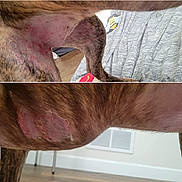 Whippie is registered to the contest to win money with this photo: animal, blanket, brown_fur, canine, close_up, dog, domestic, fur, hair_loss, health_issue, home, indoor, injury, patchy_skin, pet, side_view, skin_condition, skin_rash, vent, wooden_floor