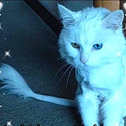Angel is registered to the contest to win money with this photo: cat, white_cat, heterochromia, blue_eye, yellow_eye, carpet, furniture, indoor, pet, animal, whiskers, tail, sparkles, hearts, cute, fluffy, sitting, close_up, portrait, domestic_cat