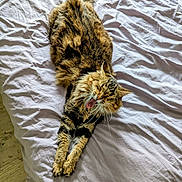Ross participe au concours pour gagner de l'argent avec cette photo : cat, tabby, stretching, yawning, bed, white_bedspread, fur, whiskers, relaxed, indoor, pet, animal, tongue, paws, sleepy, cozy, feline, striped, cute, home