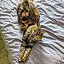 cat, tabby, stretching, yawning, bed, white_bedspread, fur, whiskers, relaxed, indoor, pet, animal, tongue, paws, sleepy, cozy, feline, striped, cute, home