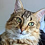 Ross participe au concours pour gagner de l'argent avec cette photo : cat, tabby, fluffy, green_eyes, close_up, portrait, whiskers, pet, feline, fur, animal, cute, domestic_cat, mammal, indoor, looking_at_camera, face, ears, nose, calm