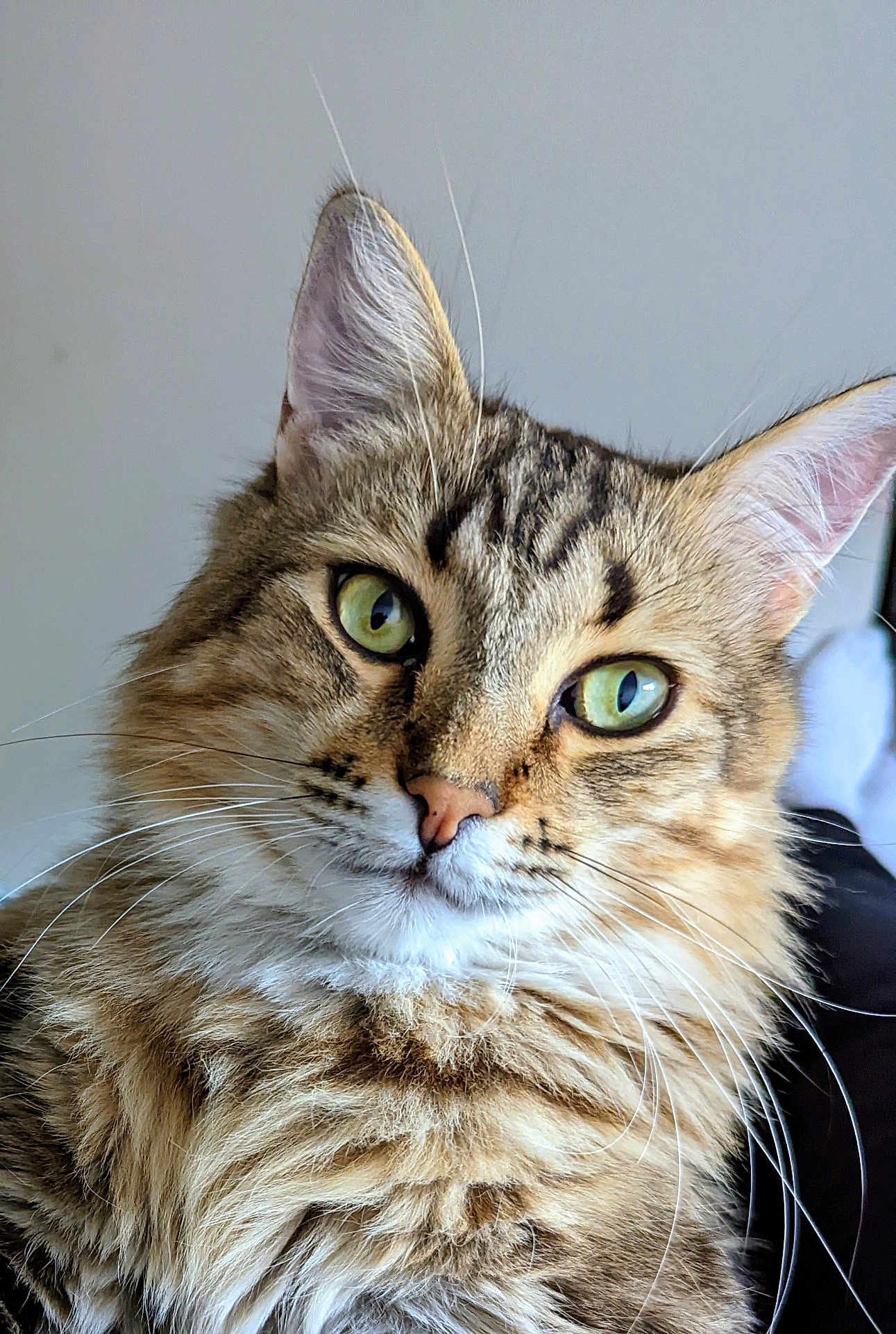 Ross participe au concours pour gagner de l'argent avec cette photo : cat, tabby, fluffy, green_eyes, close_up, portrait, whiskers, pet, feline, fur, animal, cute, domestic_cat, mammal, indoor, looking_at_camera, face, ears, nose, calm