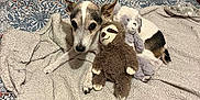 Daisy joined the competition — help win amazing prizes! animal, bed, bedroom, bedsheet, blanket, canine, cat, cushion, dog, fox, furniture, homedecor, indoors, kitten, pet, pillow, puppy, quilt, room, toy