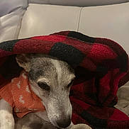 Daisy joined the competition — help win amazing prizes! animal, blanket, canine, closeup, comfort, couch, cozy, dog, fur, home, indoor, orange_sweater, pet, portrait, relaxation, resting, sleepy, soft, texture, warm
