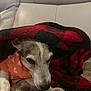 animal, blanket, canine, closeup, comfort, couch, cozy, dog, fur, home, indoor, orange_sweater, pet, portrait, relaxation, resting, sleepy, soft, texture, warm