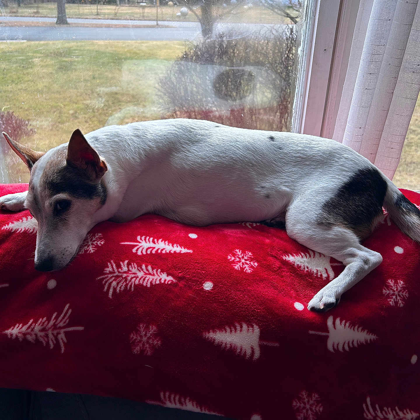 Daisy joined the competition — help win amazing prizes! animal, bed, bedroom, blanket, canine, chihuahua, couch, cushion, dog, furniture, homedecor, hound, indoors, linen, pet, pointer, puppy, quilt, room, window