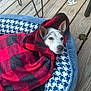 animal, black, blanket, blue, canine, comfort, cozy, dog, ears, face, fur, outdoor, patterned, pet_bed, red, relaxed, resting, white, wooden_floor, wrapped
