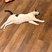 Ruckus joined the competition — help win amazing prizes! cat, animal, pet, lying_down, wooden_floor, heart_shaped_dish, indoor, relaxing, white_cat, black_spot, floor, resting, domestic_cat, feline, cute, cozy, sleeping, paw, tail, quiet