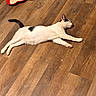 cat, animal, pet, lying_down, wooden_floor, heart_shaped_dish, indoor, relaxing, white_cat, black_spot, floor, resting, domestic_cat, feline, cute, cozy, sleeping, paw, tail, quiet