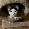 Ruckus is registered to the contest to win money with this photo: cat, pet, indoor, carpet, cat_condo, wood_floor, curious, black_and_white, animal, cute, feline, paws, resting, cozy, peeking, domestic, household, fur, whiskers, ears