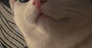Ruckus is registered to the contest to win money with this photo: cat, close_up, face, whiskers, nose, curious, indoor, pet, animal, feline, black_and_white, patterned_background, ears, portrait, looking_up, soft_light, cute, domestic_cat, fur, expression