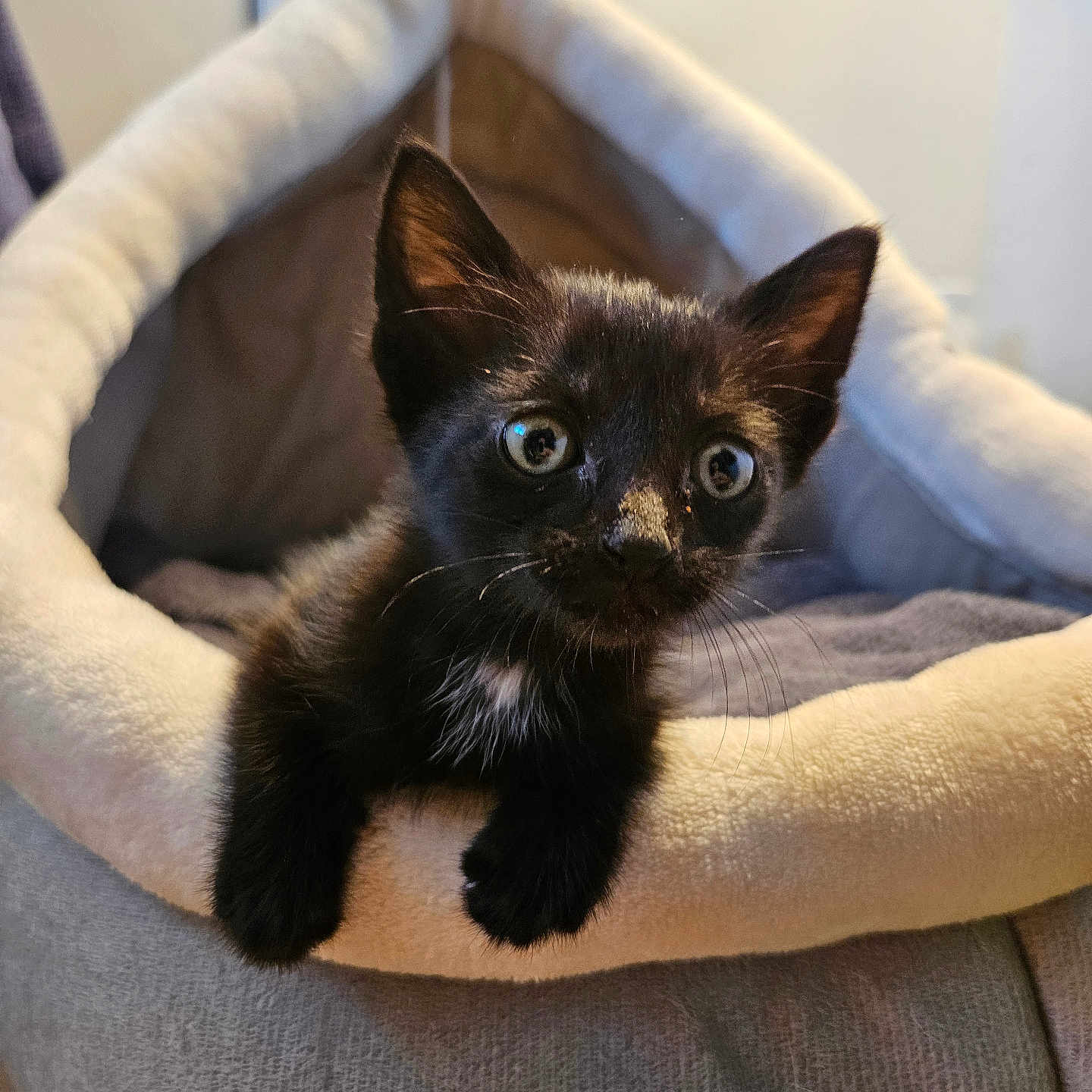 Hex is registered to the contest to win money with this photo: animal_portrait, black_cat, cat, cozy, curious, cute, domestic_cat, ears, eyes, feline, fur, indoors, kitten, paws, pet_bed, resting, small, soft_texture, whiskers, young_animal