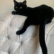 Salem Poe is registered to the contest to win money with this photo: black_cat, cat, feline, pet, animal, chair, furniture, indoor, relaxed, yellow_eyes, tail, texture, beige, resting, domestic_animal, curious, cute, whiskers, ears, soft_fur