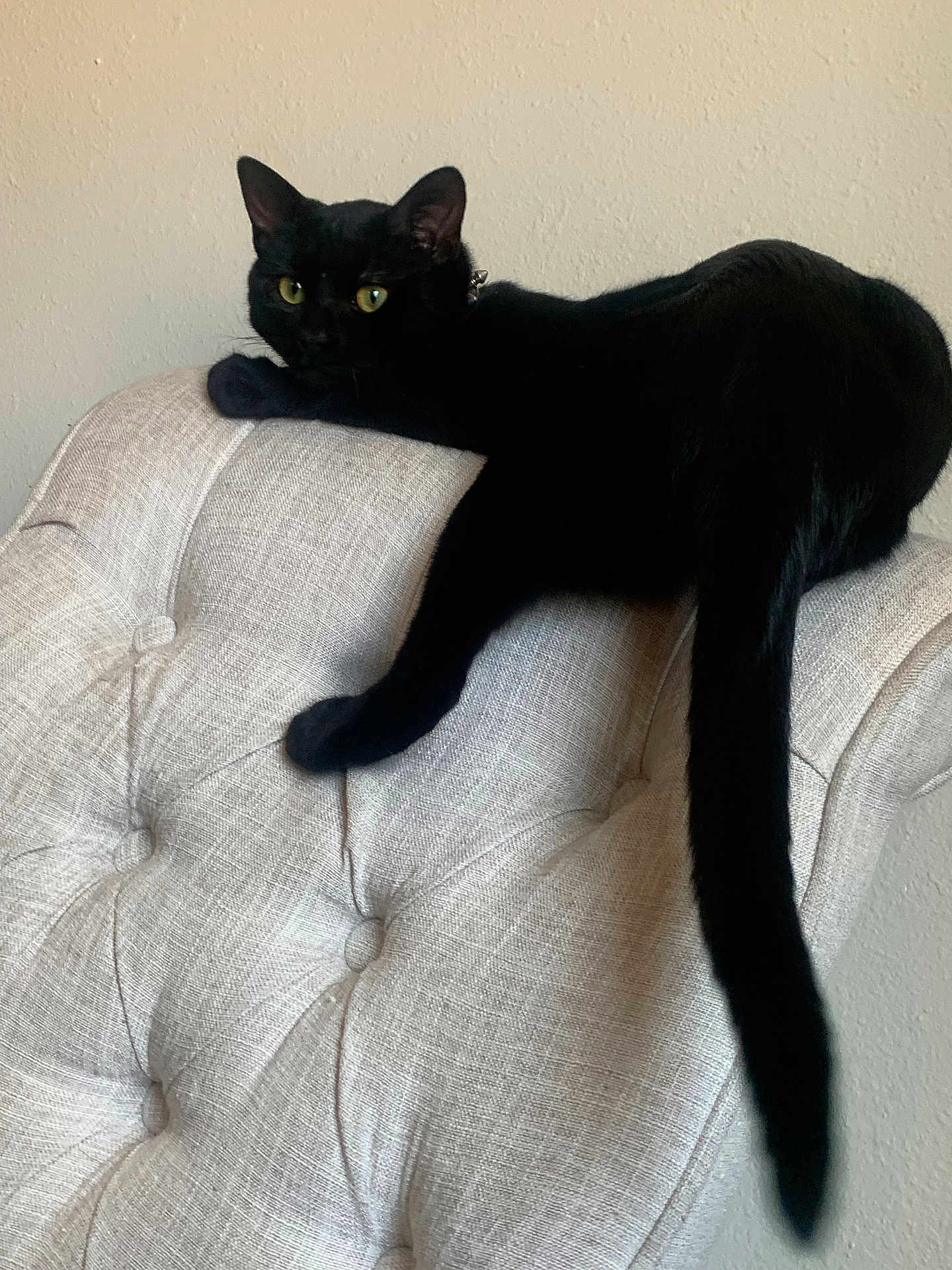 Salem Poe is registered to the contest to win money with this photo: black_cat, cat, feline, pet, animal, chair, furniture, indoor, relaxed, yellow_eyes, tail, texture, beige, resting, domestic_animal, curious, cute, whiskers, ears, soft_fur