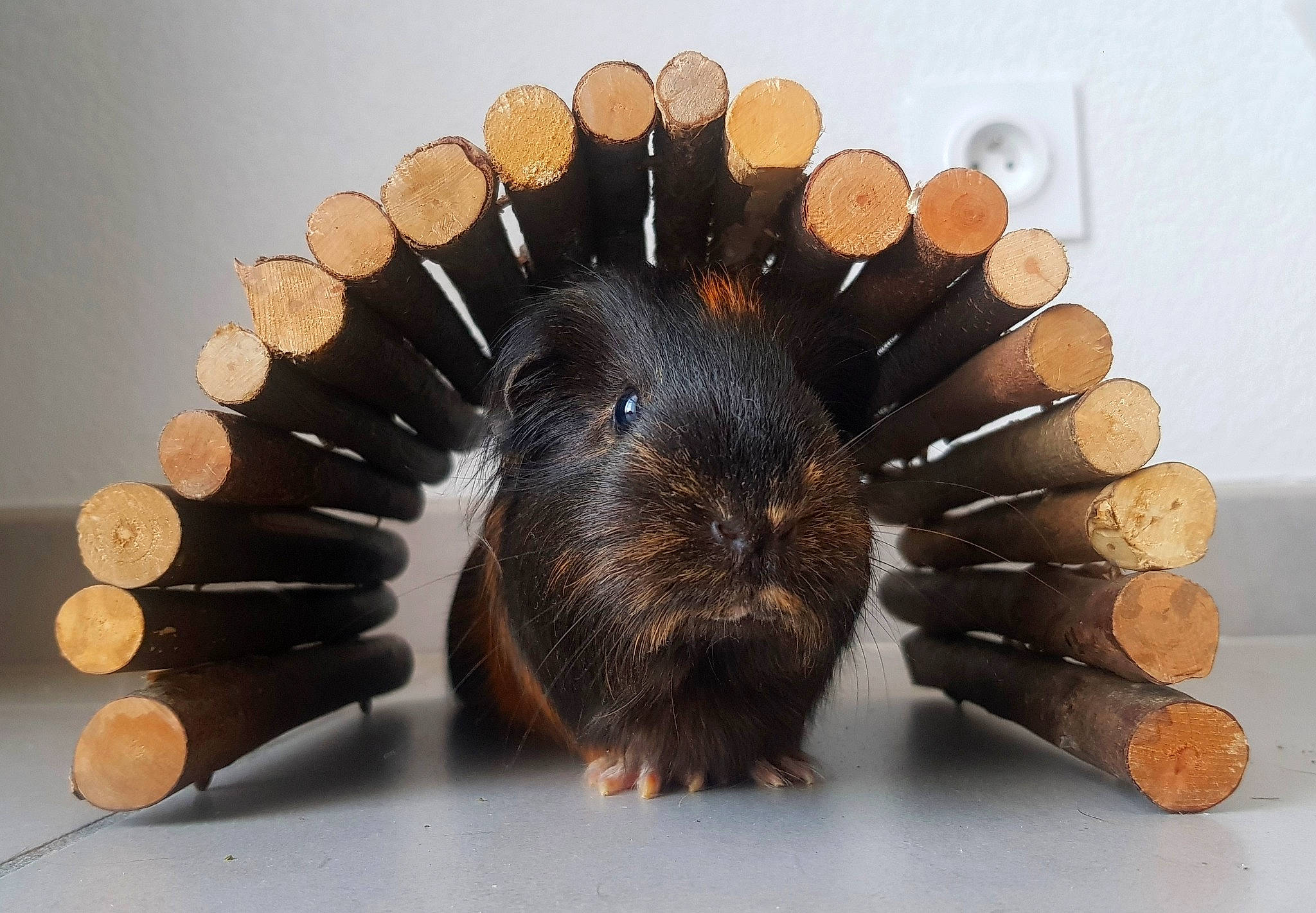 Mia participe au concours pour gagner de l'argent avec cette photo : black, rat, rodent