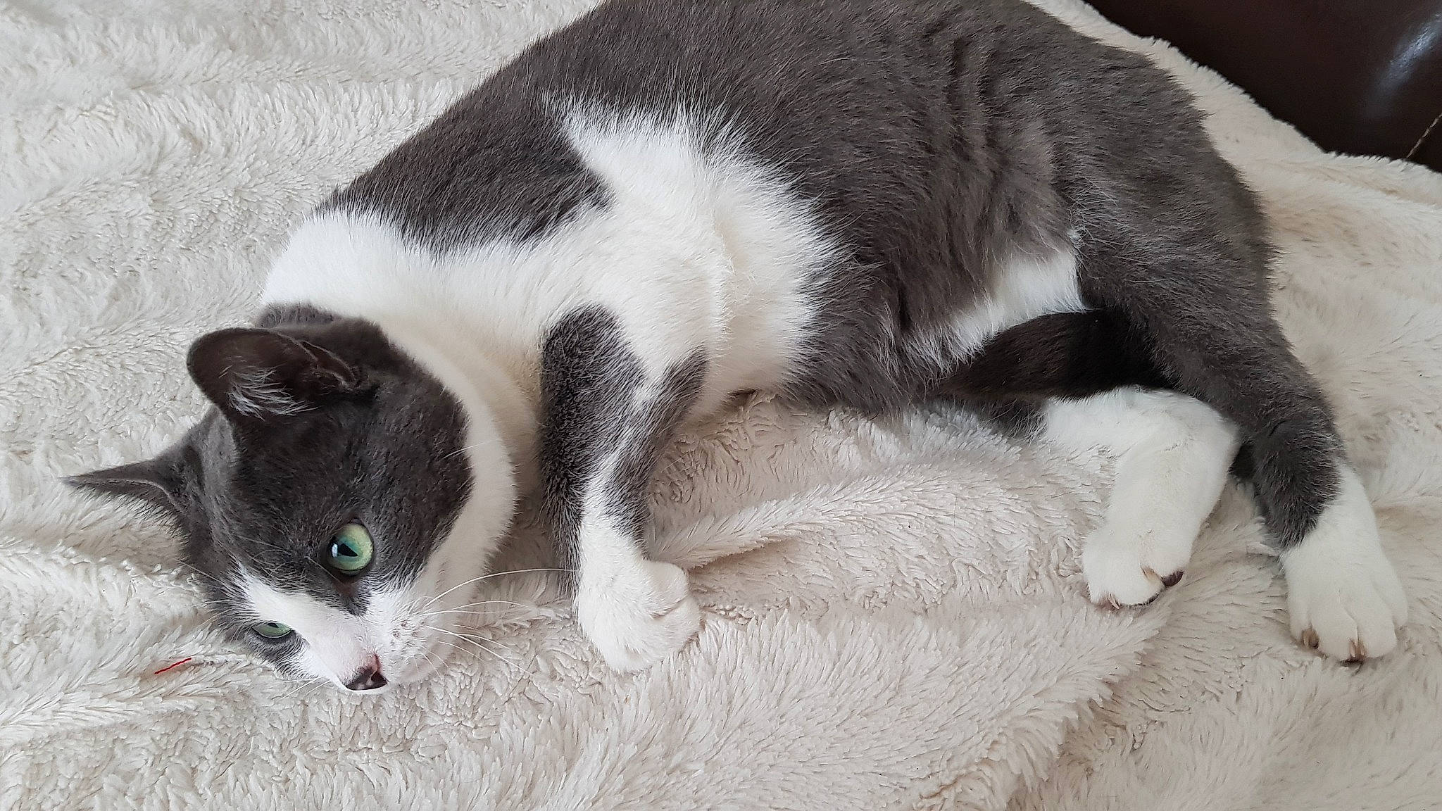 Misti participe au concours pour gagner de l'argent avec cette photo : carnivore, cat, claw, domestic_short_haired_cat, felidae, kitten, mammal, paw, polydactyl_cat, small_to_medium_sized_cats, tail, vertebrate, whiskers