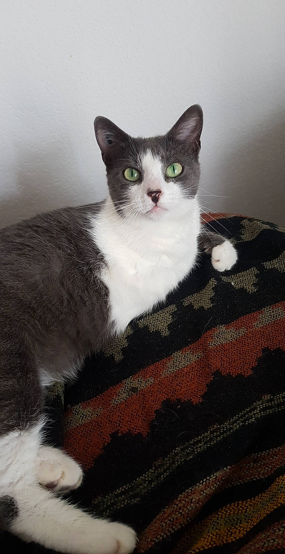 Misti a rejoint le concours — aidez-le/la à gagner de superbes lots ! aegean_cat, american_wirehair, carnivore, cat, domestic_short_haired_cat, european_shorthair, eye, felidae, kitten, mammal, ojos_azules, small_to_medium_sized_cats, vertebrate, whiskers