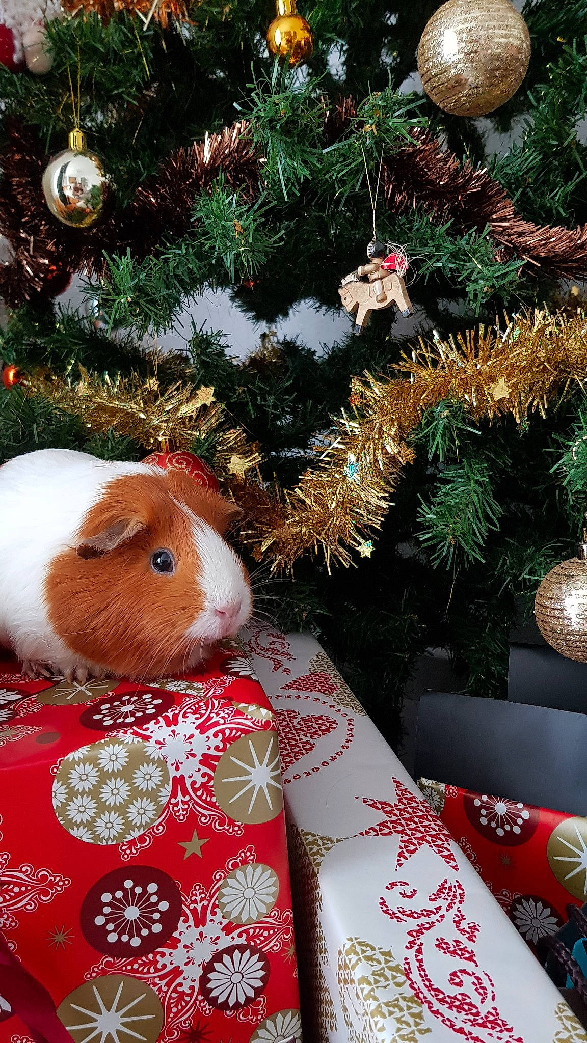 Ginger a rejoint le concours — aidez-le/la à gagner de superbes lots ! christmas, christmas_decoration, christmas_eve, christmas_ornament, christmas_tree, conifer, event, fawn, fir, guinea_pig, holiday, interior_design, ornament, pine_family, plant, rodent, spruce, tree