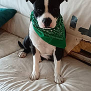 Xena a rejoint le concours — aidez-le/la à gagner de superbes lots ! dog, black_and_white, bandana, green_bandana, pet, canine, sitting, couch, furniture, indoor, wearing, looking, animal, portrait, cute, ears, paw, snout, fur, damage
