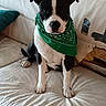 dog, black_and_white, bandana, green_bandana, pet, canine, sitting, couch, furniture, indoor, wearing, looking, animal, portrait, cute, ears, paw, snout, fur, damage