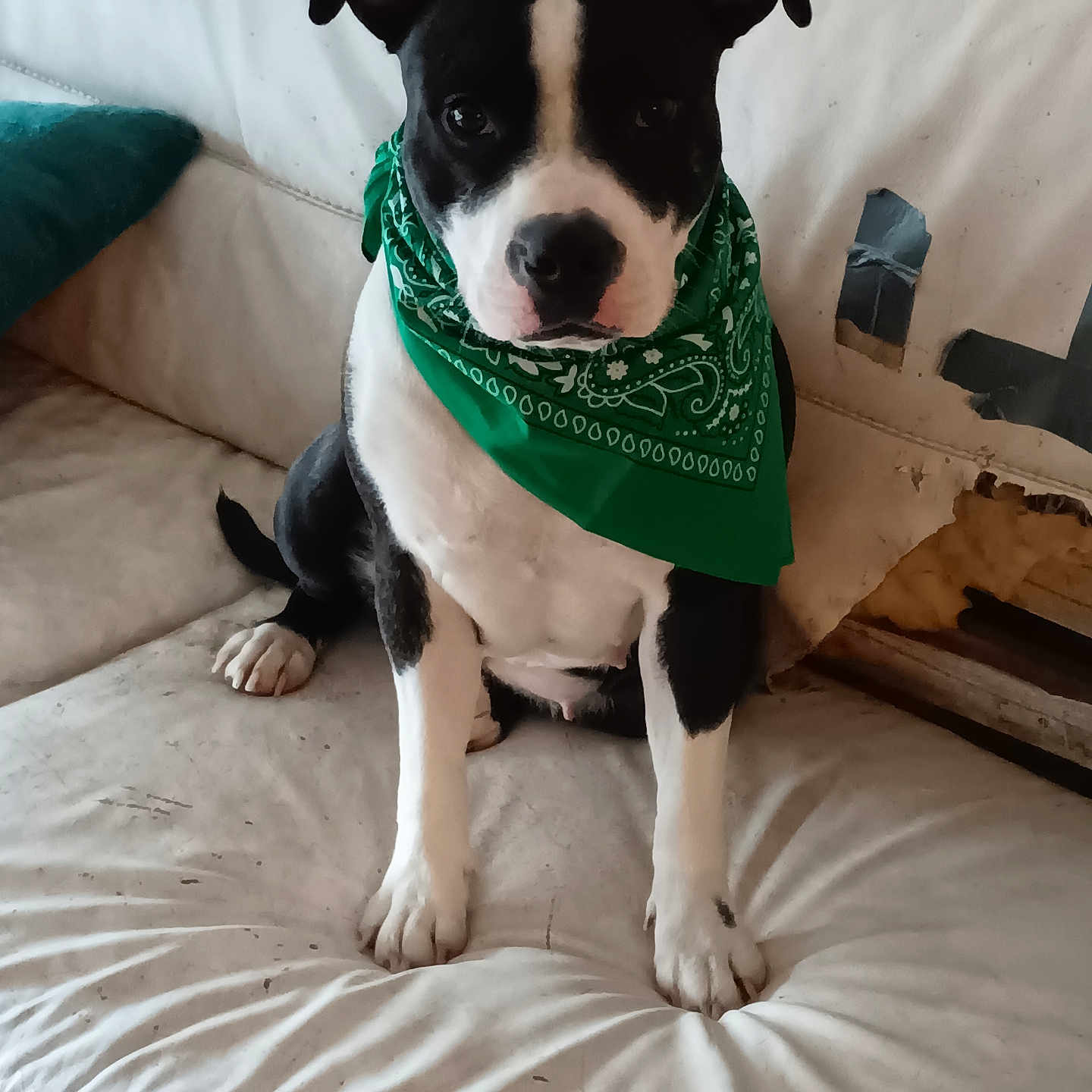 Xena a rejoint le concours — aidez-le/la à gagner de superbes lots ! dog, black_and_white, bandana, green_bandana, pet, canine, sitting, couch, furniture, indoor, wearing, looking, animal, portrait, cute, ears, paw, snout, fur, damage
