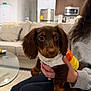 puppy, dog, dachshund, brown_dog, sweater, pet, indoor, living_room, person, hand, couch, furniture, kitchen, modern, cozy, curious, seated, home, cute, animal