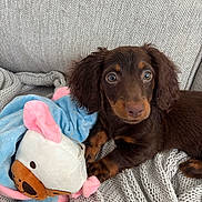 Willow joined the competition — help win amazing prizes! puppy, dog, dachshund, brown_dog, toy, plush_toy, blanket, knitted_blanket, cozy, cute, pet, animal, indoor, resting, fur, ears, face, paw, closeup, comfort