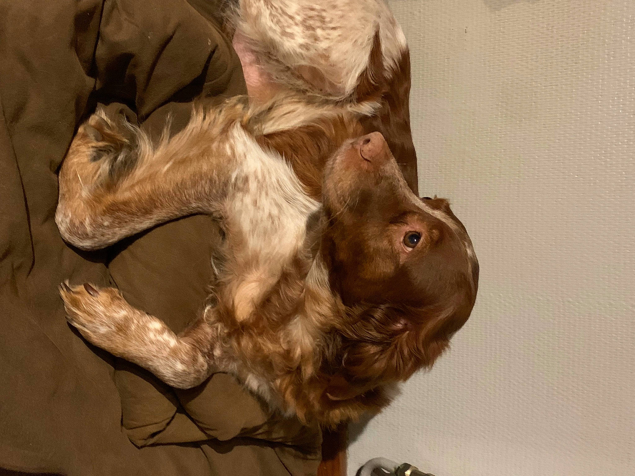 Lako participe au concours pour gagner de l'argent avec cette photo : art, artifact, canidae, carving, dog_breed, fawn, fur, gesture, jaw, liver, painting, snout, sporting_group, terrestrial_animal, tree, trunk, visual_arts, wood, working_animal, wrinkle