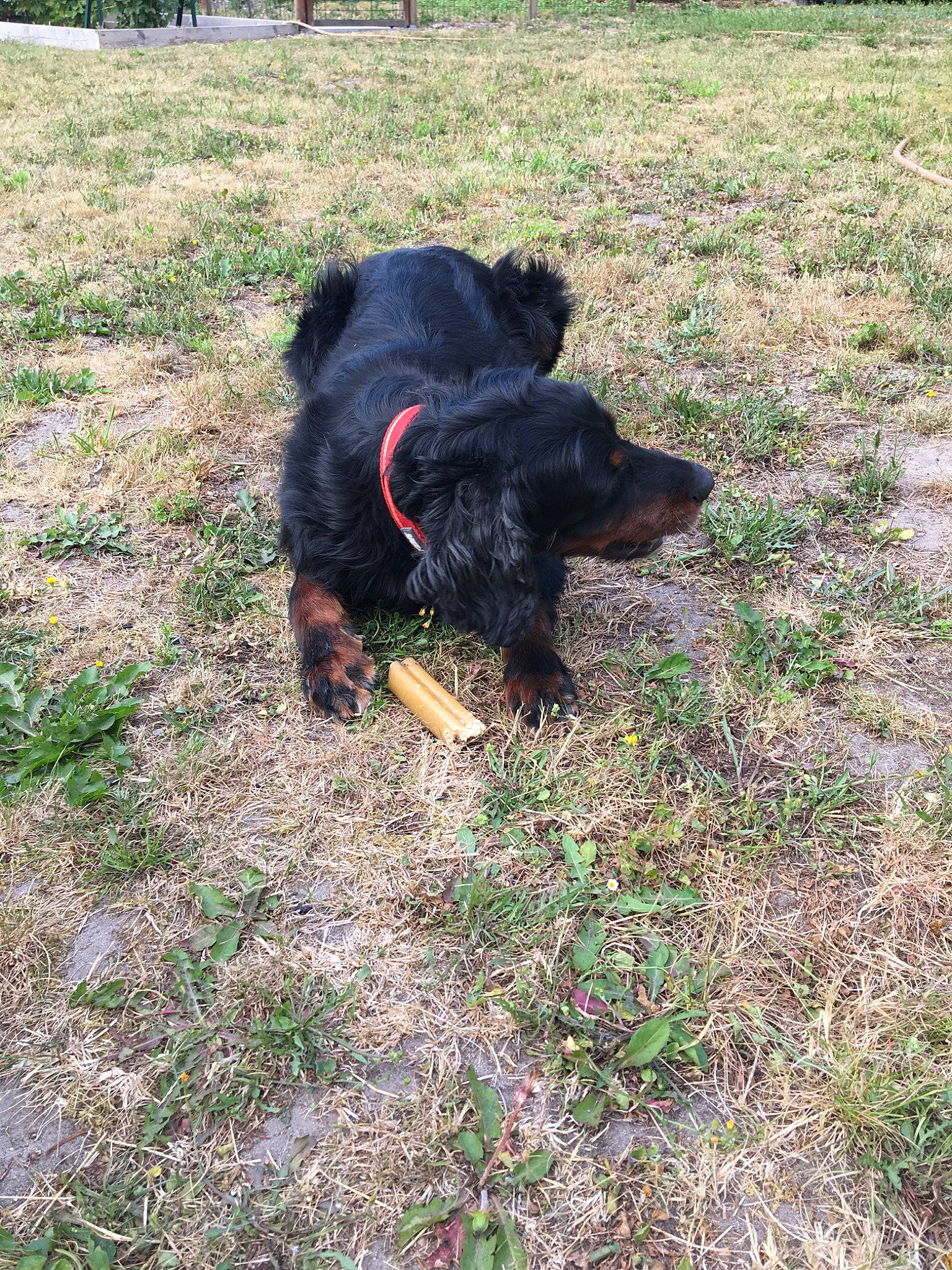 Fanny a rejoint le concours — aidez-le/la à gagner de superbes lots ! canidae, carnivore, dog, dog_breed, gordon_setter, grass, hunting_dog, jagdterrier, mammal, setter, sporting_group, terrier